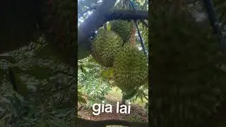thai vip gia lai