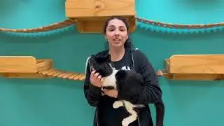 GTHS - Compassion for Pets and People