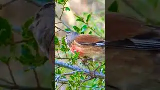 👉Grey Passerine Sound 👈❤️ // Passerine Birds Sound // Grey Jungle Passerine Flyimg 👉Madhur000👈🙏🙏