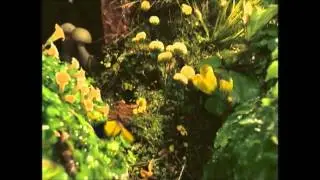 ITV One Garden' ident
