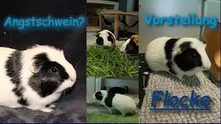 Meerschweinchen auf Ebay Kleinanzeigen gekauft? Wost Case bekommen? Vorstellungsvideo #2 - Flocke
