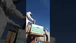 Cutie gets stung on the booty. AKA exhibit A why you don't wear yoga pants in the bee yard.