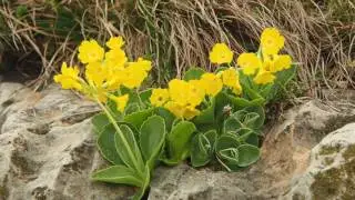 Primula auricula 1.mp4