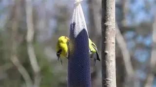 American Goldfinches Feeding From a Kaytee Finch Feeder