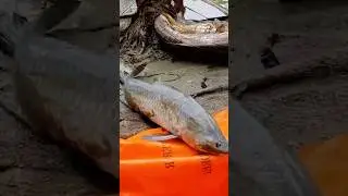 Big Fish Pulled Like a Battle! 💪🐠 #fishing