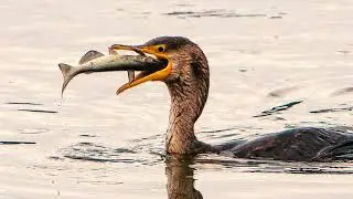 Facts about the Cormorant - Zion Nature & Wildlife Explorer Show