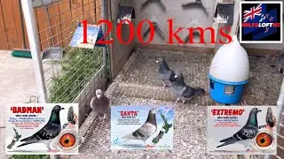Mga 1200 kms bird natin, ayaw ng lumipad. Miles Loft NZ/PH home of 1200 km daybirds/winners