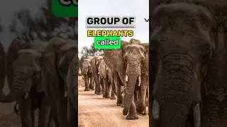 Elephant group called? #shortsfeed .  #animallover