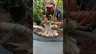 program bonsai Waru India super istimewa dari  Mas Ben Jogja Indonesia🇮🇩🌳