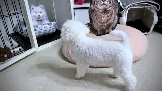 犬猫まみれの部屋に入った犬の反応がヤバすぎた、、、【トイプードル】【犬対紙猫】