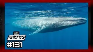 YRC RAW | Episode 131 | BLUE WHALE.......?