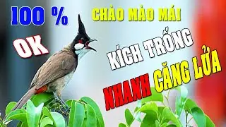 Ch&agrave;o m&agrave;o m&aacute;i h&oacute;t k&iacute;ch trống#chaomaomai CH&Agrave;O M&Agrave;O M&Aacute;I VIDEO 4K419
