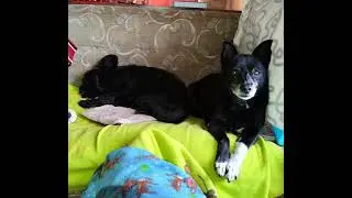 Čajda, Pac&aacute;k a jejich př&aacute;tel&eacute;, když sp&iacute; jsou jako koťata.
