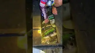 Kerandang goblin hasil Nombak malam