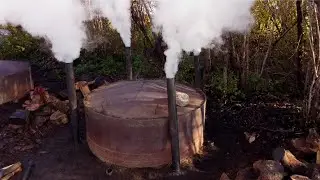 How can biochar help improve forestry sustainability and grow healthier trees?