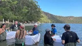 Australian Oyster Farm in Brooklyn, NSW