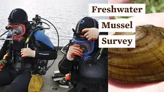 Freshwater Mussel Survey