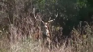 Ciervo axis gritando