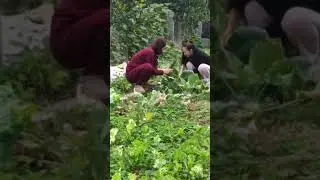 Thu hoạch bắp cải, xu h&agrave;o #forest #mauvuon #gardening #garden  #ThuydieuVlog