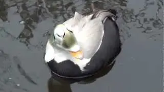 spectacled eiders