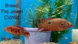 Как разводить цихлиду Jewel