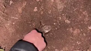 Professional Metal Scanner