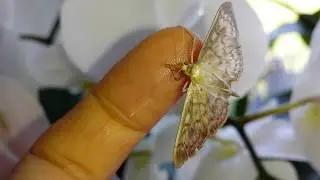 Mother Of pearl Moth, Patania ruralis