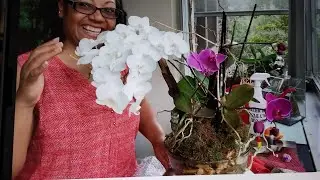 DIY Orchid Arrangement