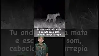 CONHE&Ccedil;A O SOM DA ON&Ccedil;A PARDA