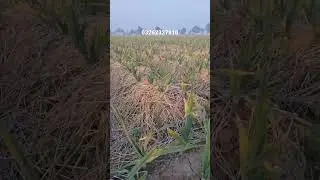 g1 garlic advance booking 70 day crop
