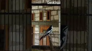 kapasan kemiri gacor