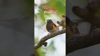 ✨ Birdwatcher&rsquo;s Delight: American Redstart Spotlight! 🐦✨