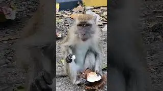 monkey eating coconut #short #monkey #eatingcoocnut #animals