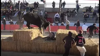 Baillargues ▶TAUREAUX PAILLES◀ 06.01.2024.