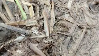 ​🏷️ Extreme Close-up of a Small Brown Spider Resting on Dry Straw Near a Dew-Covered Green Plant 5
