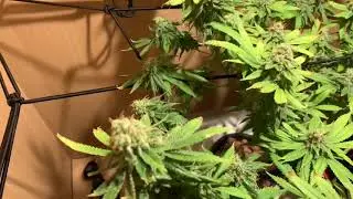 Harvest time. Bubblegum