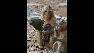 Young mommy monkey with newborn  #adorablemonkey  #monkey