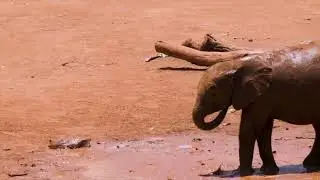 4 Iconic Animals Deer Bird Elephant and Tiger A Wildlife Documentary || Cute baby TV ||