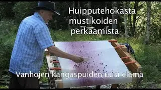 Huipputehokasta mustikoiden perkaamista