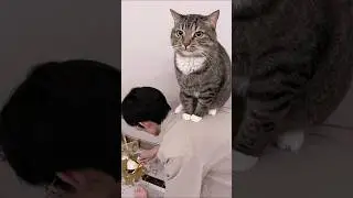 ネッコさん見て癒やされたら寝ろwww #動物 #ネコ