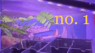 Bonsai Journey no. 1