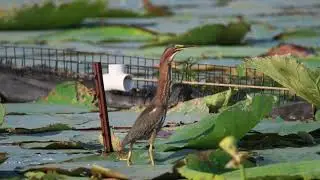 Green Heron (Butorides virescens)