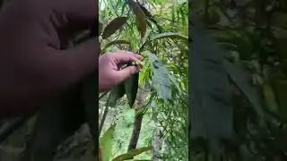 #gogan #saurauia #animalfoods  #animalfood #herbal #herbalmedicine #plants #nepal #kathmandu #herbs