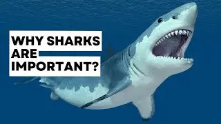 Why Sharks Are Important: Protecting the Apex Predators of Our Oceans