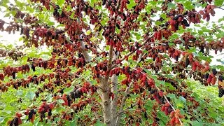 Close Up of the World&rsquo;s Largest Mulberry Garden With a Scale of 50,000 Hectares
