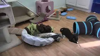 Kitten Rescue Sanctuary 07-19-2018 14:13:28 - 15:13:30