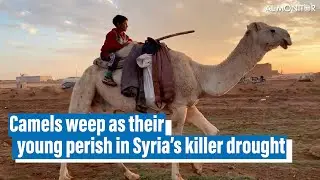 Camels weep as their young perish in Syria&rsquo;s killer drought
