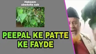 PEEPAL KA PATTA AUR HURHUR KE FAYDE PEEPAL LEAVES AND SUVARCHALA LEAF BENEFITS || UBED ULLA