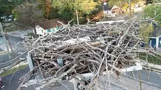 Colonial Beach Osprey Nest Cam