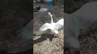 Wild Goose Chase #chickens #funny